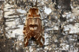 Gevlamde vlinder (Endromis versicolora)