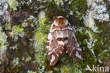 Gevlamde vlinder (Endromis versicolora)