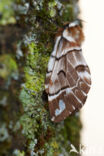 Kentish Glory (Endromis versicolora)