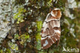 Gevlamde vlinder (Endromis versicolora)