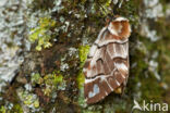 Gevlamde vlinder (Endromis versicolora)