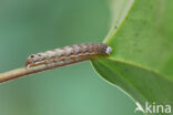 Lesser Broad-bordered Yellow Underwing (Noctua janthina)