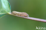 Lesser Broad-bordered Yellow Underwing (Noctua janthina)