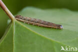 Lesser Broad-bordered Yellow Underwing (Noctua janthina)