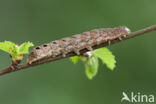 Lesser Broad-bordered Yellow Underwing (Noctua janthina)