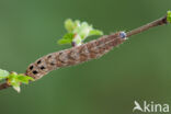 Lesser Broad-bordered Yellow Underwing (Noctua janthina)