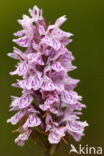 Common Spotted Orchid (Dactylorhiza fuchsii)