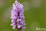 Bosorchis (Dactylorhiza fuchsii)