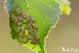 Parent Bug (Elasmucha grisea)