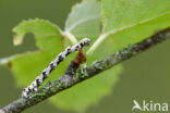 Getande spanner (Odontopera bidentata)