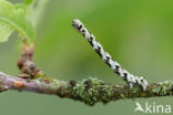 Scalloped Hazel (Odontopera bidentata)