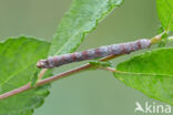 Gepluimde spanner (Colotois pennaria)