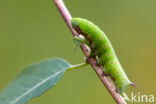 Glasvleugelpijlstaart (Hemaris fuciformis)