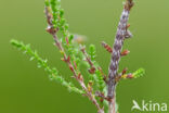 Common Heath (Ematurga atomaria)