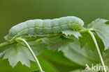 Clouded Drab (Orthosia incerta)