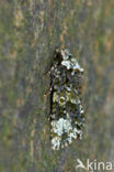 Schedeldrager (Craniophora ligustri)