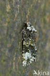 The Coronet (Craniophora ligustri)