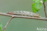 Lesser Broad-bordered Yellow Underwing (Noctua janthe)