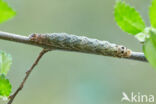 Lesser Broad-bordered Yellow Underwing (Noctua janthe)