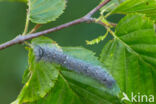 Espenblad (Phyllodesma tremulifolia)