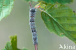 Espenblad (Phyllodesma tremulifolia)