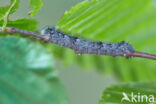 Espenblad (Phyllodesma tremulifolia)