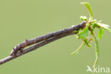 Oranje iepentakvlinder (Angerona prunaria)