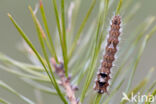 Pine caterpillar (Dendrolimus pini)