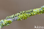 Bruine sikkeluil (Laspeyria flexula)