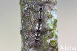 the Lappet (Gastropacha quercifolia)