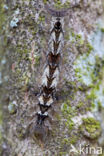 the Lappet (Gastropacha quercifolia)