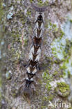 Eikenblad (Gastropacha quercifolia)