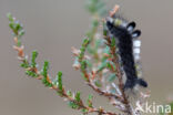 Grauwe borstel (Dicallomera fascelina)