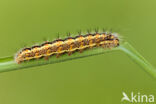 Kleine rietvink (Simyra albovenosa)