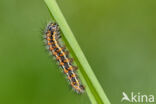 Kleine rietvink (Simyra albovenosa)
