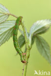 Brummelspanner (Mesoleuca albicillata)