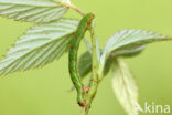 Brummelspanner (Mesoleuca albicillata)