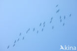 Common Crane (Grus grus)