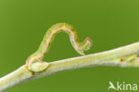 Gemarmerde oogspanner (Cyclophora pendularia)