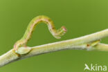 Gemarmerde oogspanner (Cyclophora pendularia)