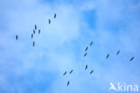 Common Crane (Grus grus)