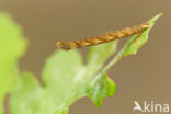 Eikenoogspanner (Cyclophora porata)