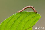 Guldenroededwergspanner (Eupithecia virgaureata)