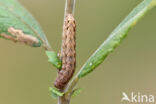 Morpheusstofuil (Caradrina morpheus)