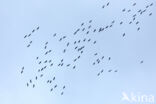 Common Crane (Grus grus)