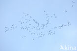 Common Crane (Grus grus)