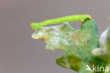 Eikenoogspanner (Cyclophora porata)