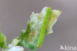 Eikenoogspanner (Cyclophora porata)