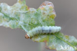 Voorjaarskortvleugelmot (Diurnea fagella)
