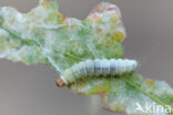 Diurnea fagella